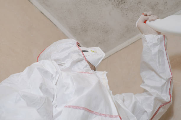 Reliable Cornersville, TN Mold Remediation Solutions