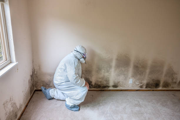 Why You Should Choose Our Mold Remediation Services in Cornersville, TN